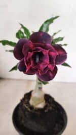 ENXERTO 12438 – 20cm (cor LM 992)