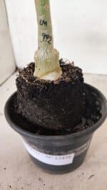 ENXERTO 12438 – 20cm (cor LM 992) - Imagem 7