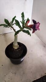 ENXERTO 12438 – 20cm (cor LM 992) - Imagem 6