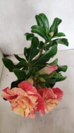 ENXERTO 12439 – 22cm (cor LM 582) - Imagem 5