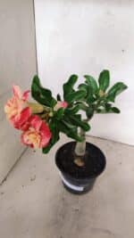 ENXERTO 12439 – 22cm (cor LM 582) - Imagem 8