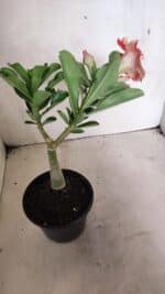 ENXERTO 12439 – 22cm (cor LM 582) - Imagem 7