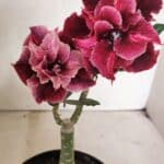 ENXERTO 12440 – 20cm (cor LM 1008)