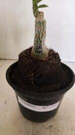 ENXERTO 12441 – 20cm (cor LM 1004) - Imagem 8