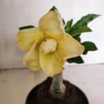 ENXERTO 12441 – 20cm (cor LM 1004)