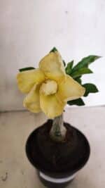 ENXERTO 12441 – 20cm (cor LM 1004)