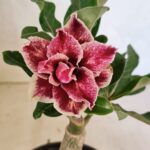 ENXERTO 12443 – 20cm (cor LM 977)