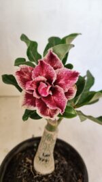 ENXERTO 12443 – 20cm (cor LM 977)