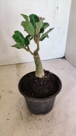 ENXERTO 12443 – 20cm (cor LM 977) - Imagem 5