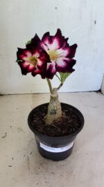 ENXERTO 12444 – 20cm (cor LM 1003) - Imagem 2