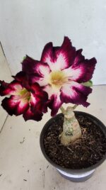 ENXERTO 12444 – 20cm (cor LM 1003) - Imagem 4