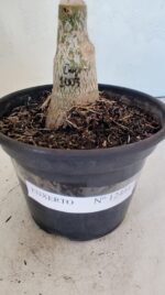 ENXERTO 12444 – 20cm (cor LM 1003) - Imagem 6