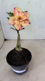 ENXERTO 12445 – 20cm (cor LM 918) - Imagem 2