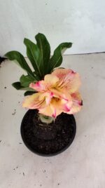 ENXERTO 12445 – 20cm (cor LM 918) - Imagem 4