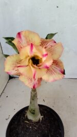 ENXERTO 12445 – 20cm (cor LM 918)