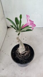 ENXERTO 12447 – 20cm (cor LM 512) - Imagem 5