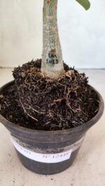 ENXERTO 12448 – 20cm (cor LM 1013) - Imagem 6