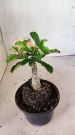 ENXERTO 12448 – 20cm (cor LM 1013) - Imagem 5