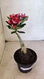 ENXERTO 12449 – 20cm (cor LM 491) - Imagem 2