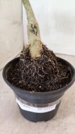 ENXERTO 12449 – 20cm (cor LM 491) - Imagem 6