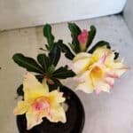 ENXERTO 12450 – 20cm (cor LM 979)