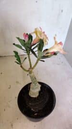 ENXERTO 12450 – 20cm (cor LM 979) - Imagem 6