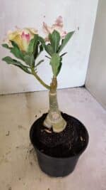 ENXERTO 12450 – 20cm (cor LM 979) - Imagem 5