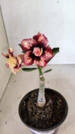 ENXERTO 12451 – 20cm (cor LM 827) - Imagem 4