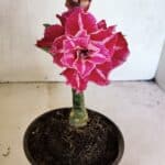 ENXERTO 12452 – 20cm (cor LM 850)