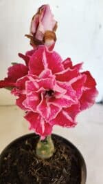 ENXERTO 12452 – 20cm (cor LM 850) - Imagem 3