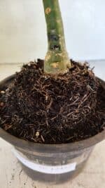 ENXERTO 12452 – 20cm (cor LM 850) - Imagem 5