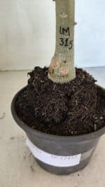 ENXERTO 12453 – 20cm (cor LM 315) - Imagem 5