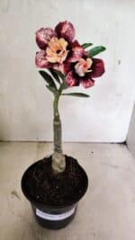 ENXERTO 12454 – 20cm (cor LM 827) - Imagem 2