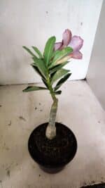 ENXERTO 12454 – 20cm (cor LM 827) - Imagem 5