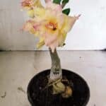 ENXERTO 12455 – 20cm (cor LM 979)