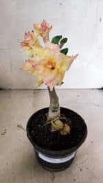 ENXERTO 12455 – 20cm (cor LM 979)