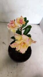 ENXERTO 12455 – 20cm (cor LM 979) - Imagem 3