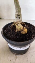 ENXERTO 12455 – 20cm (cor LM 979) - Imagem 5