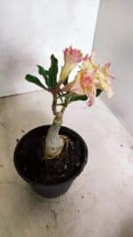 ENXERTO 12455 – 20cm (cor LM 979) - Imagem 4