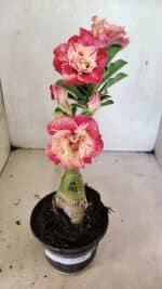 ENXERTO 12456 – 20cm (cor LM 582) - Imagem 2