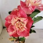 ENXERTO 12456 – 20cm (cor LM 582)