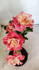 ENXERTO 12456 – 20cm (cor LM 582) - Imagem 4