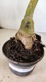 ENXERTO 12456 – 20cm (cor LM 582) - Imagem 7