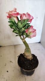 ENXERTO 12456 – 20cm (cor LM 582) - Imagem 6