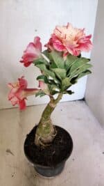 ENXERTO 12456 – 20cm (cor LM 582) - Imagem 5