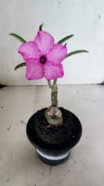 ENXERTO 12457 – 20cm (cor LM 512) - Imagem 2