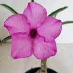 ENXERTO 12457 – 20cm (cor LM 512)