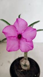 ENXERTO 12457 – 20cm (cor LM 512)