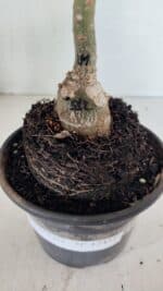 ENXERTO 12457 – 20cm (cor LM 512) - Imagem 6