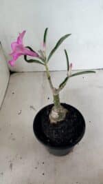 ENXERTO 12457 – 20cm (cor LM 512) - Imagem 5